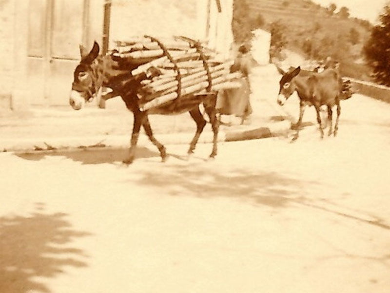 Âne de Bonifacio